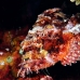 scorpionfish_papuan_shag_v_0705_png0904.jpg